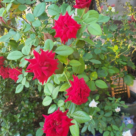 Meet your Posher, Tracy - Picture 7 of 11